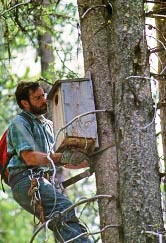 examining nest thumbnail graphic